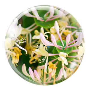 Fivfivgo® HPV Facial Filiform Warts Removal Cream 21 250717 Fivfivgo HPVFacialFiliformWartsRemovalCream Img18